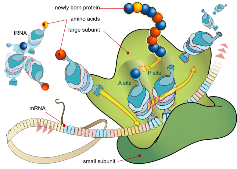 Ribosomes produce proteins